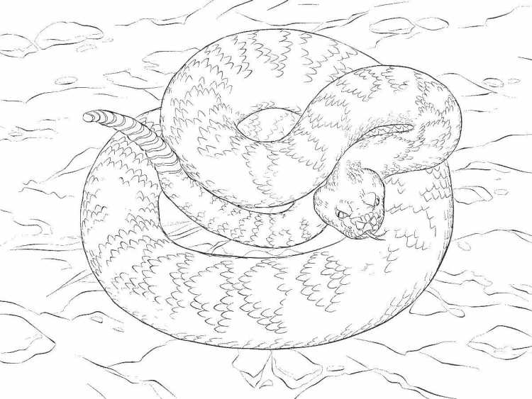 Гадюка раскраска