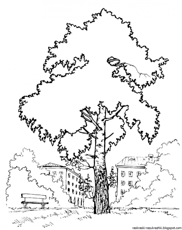 Раскраска берёза для детей
