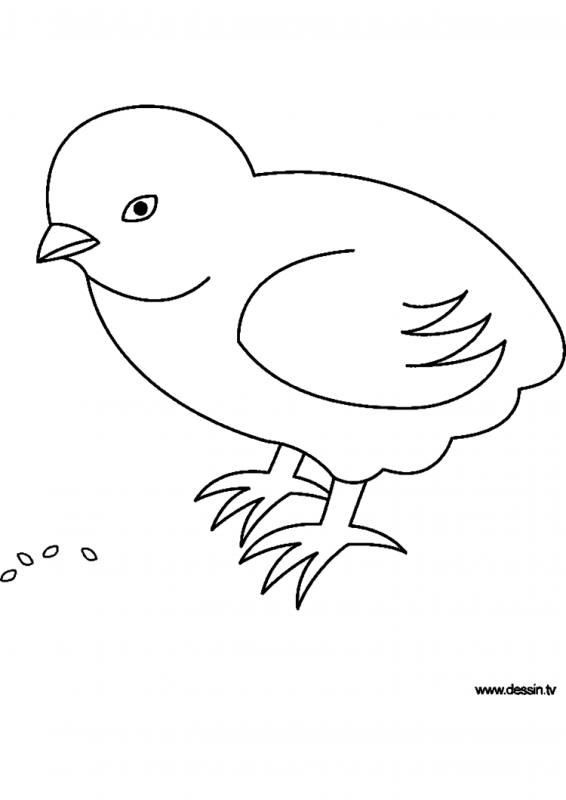 Цыпленок. Раскраски