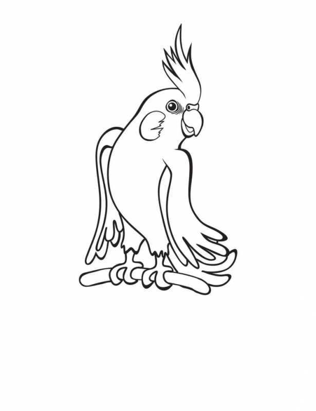 Ожереловый попугай раскраска