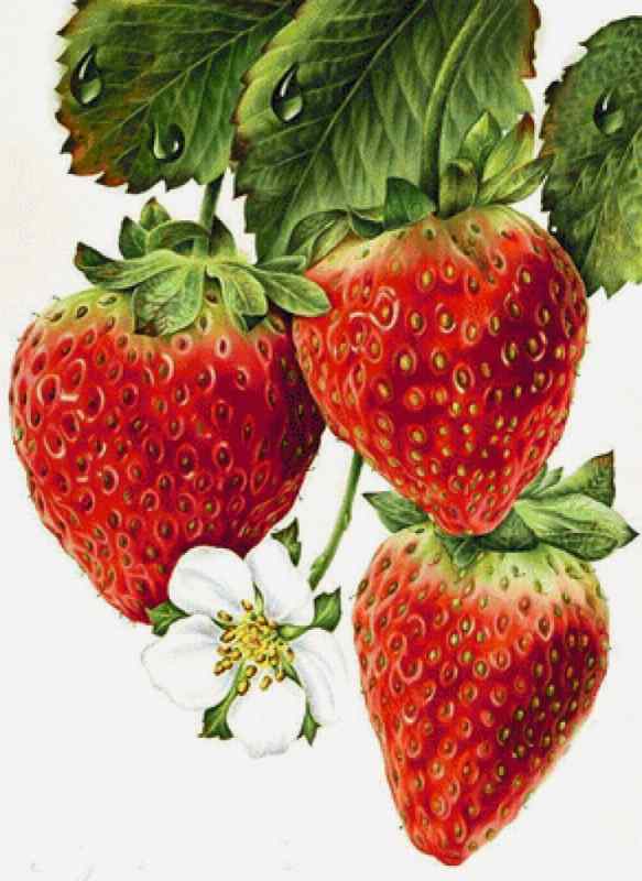Клубника акварелью