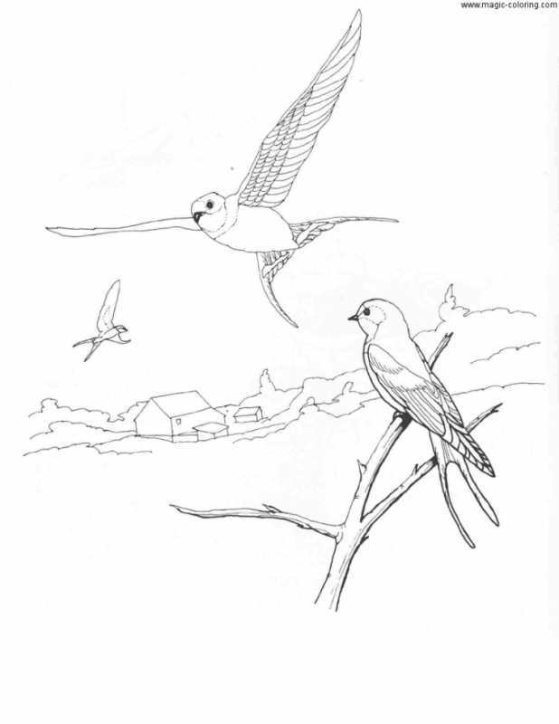 Раскраска Ласточка объемный шаблон