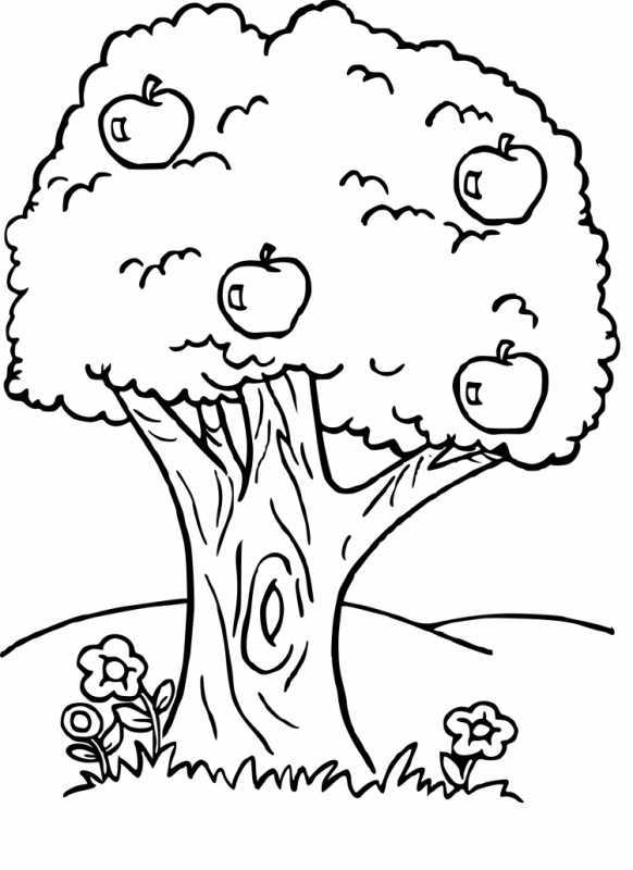 Дерево Сакура карандашом