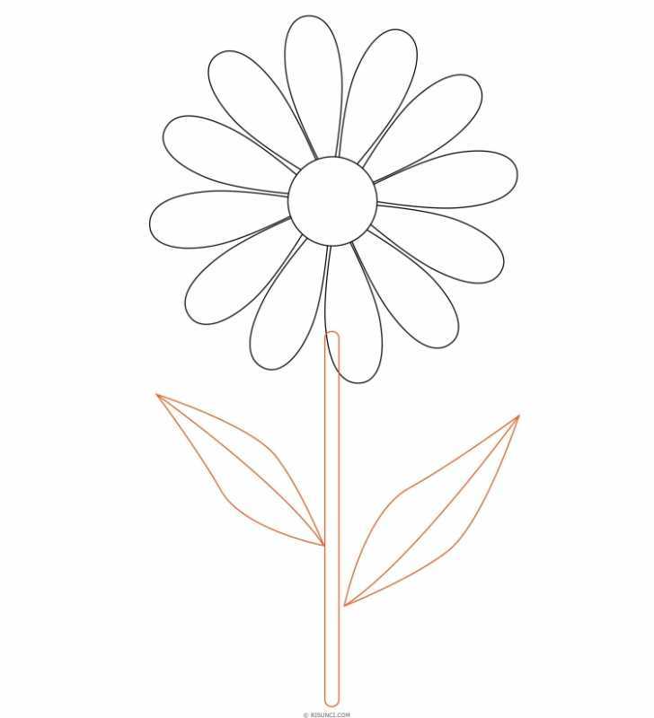 Раскраска эхинацея цветок