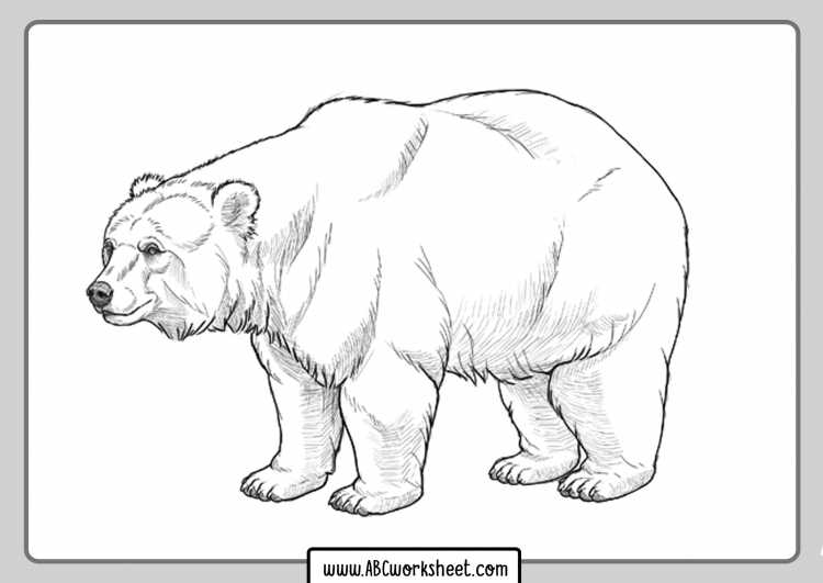 Медведь рисунок карандашом