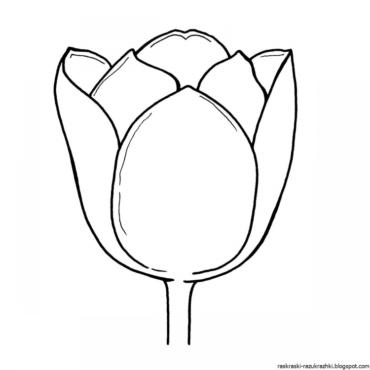 Раскраска цветы тюльпаны