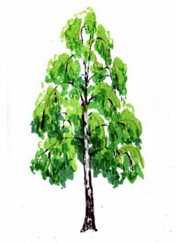 Силуэт березы