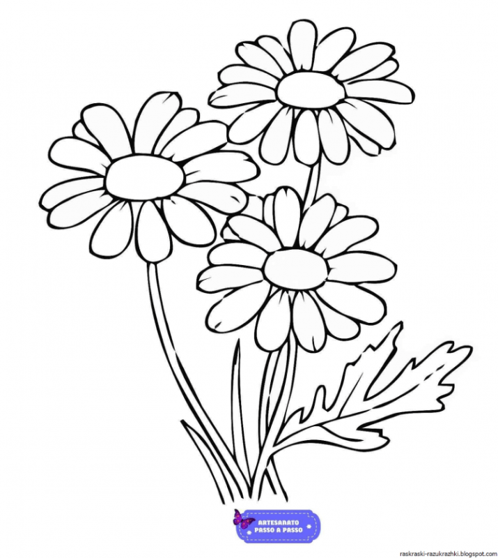 Ромашка картинка раскраска