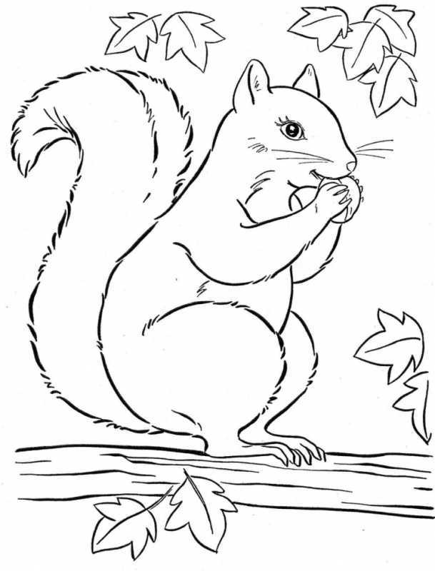 Раскраска Белочка с орешками