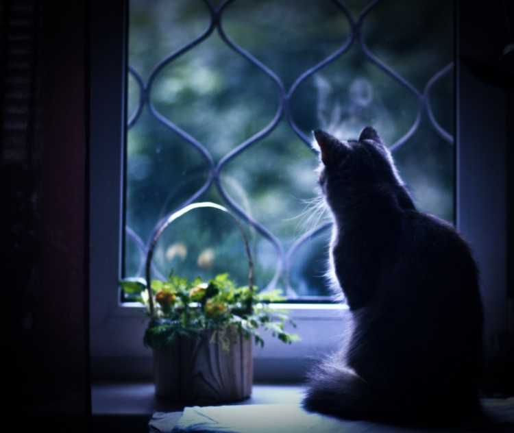 Черный кот на окне