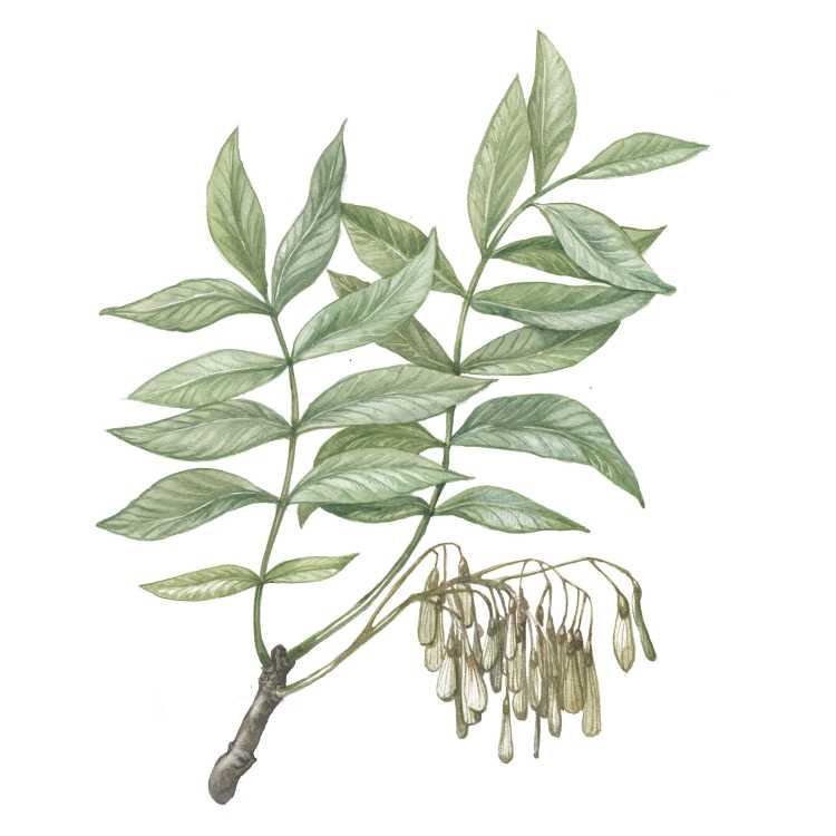 Ясень соплодия