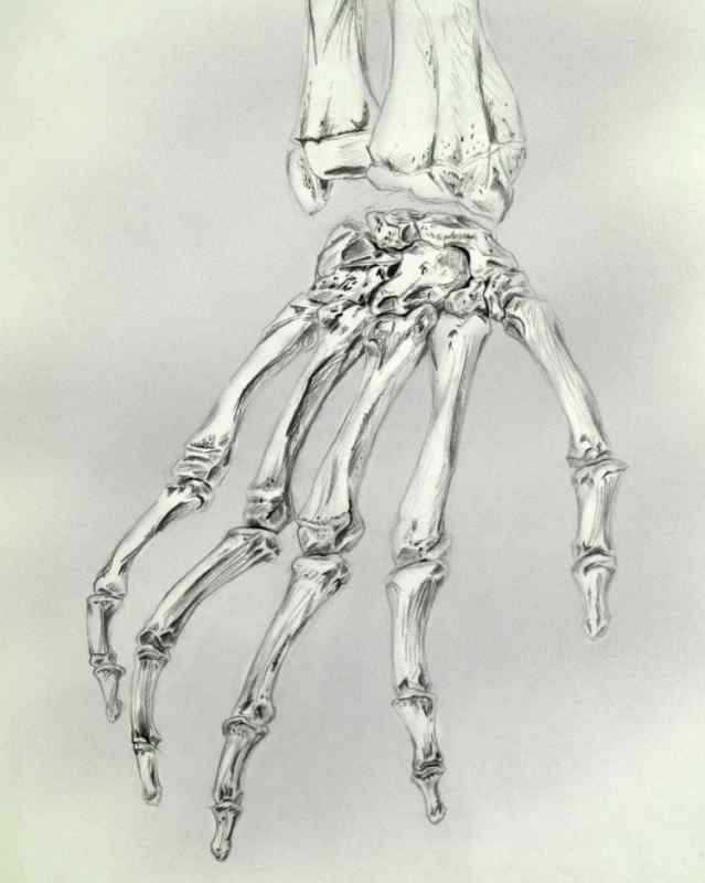 Кисти рук скелет сбоку