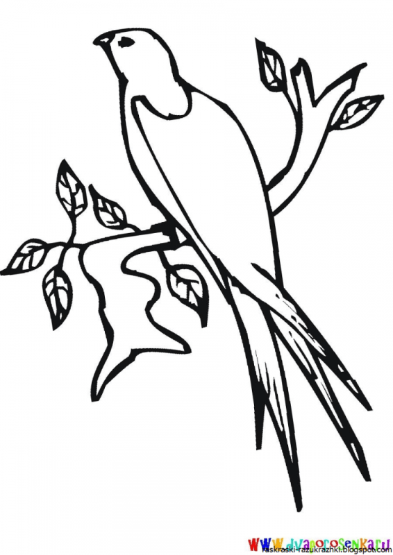 Ласточка рисунок раскраска