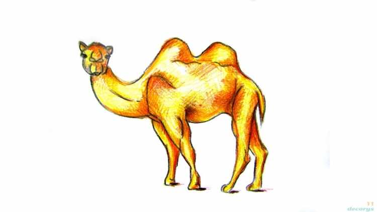 Маленький верблюд мультяшный