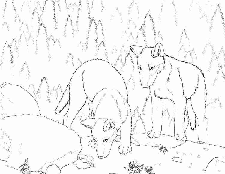 Раскраски диких животных