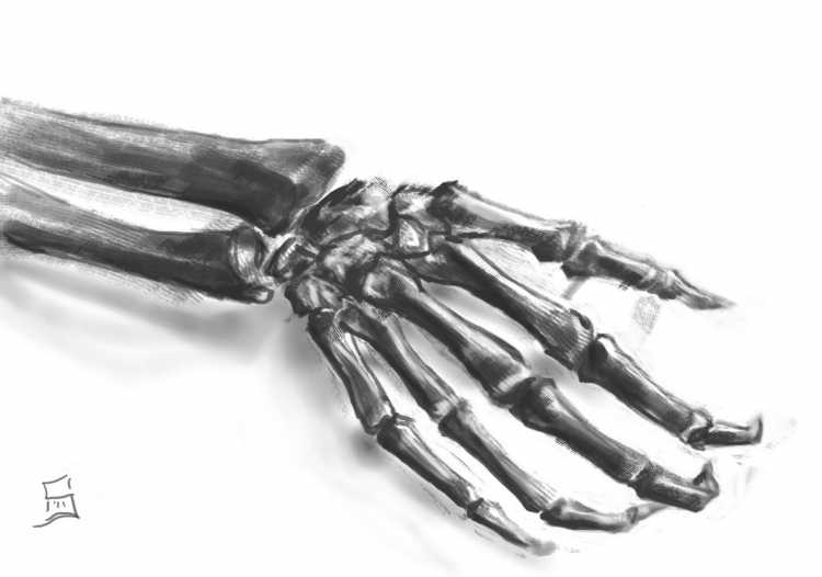 Кости кисти чб анатомия