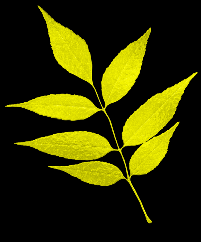 Ясень листья