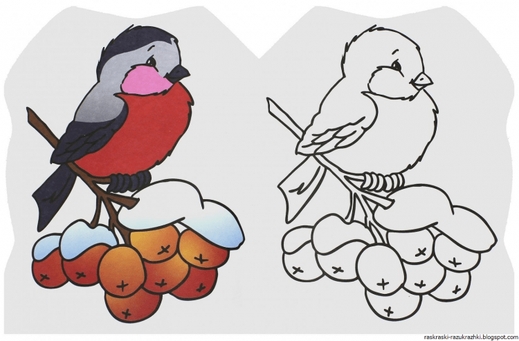 Снегири рисунок для раскрашивания