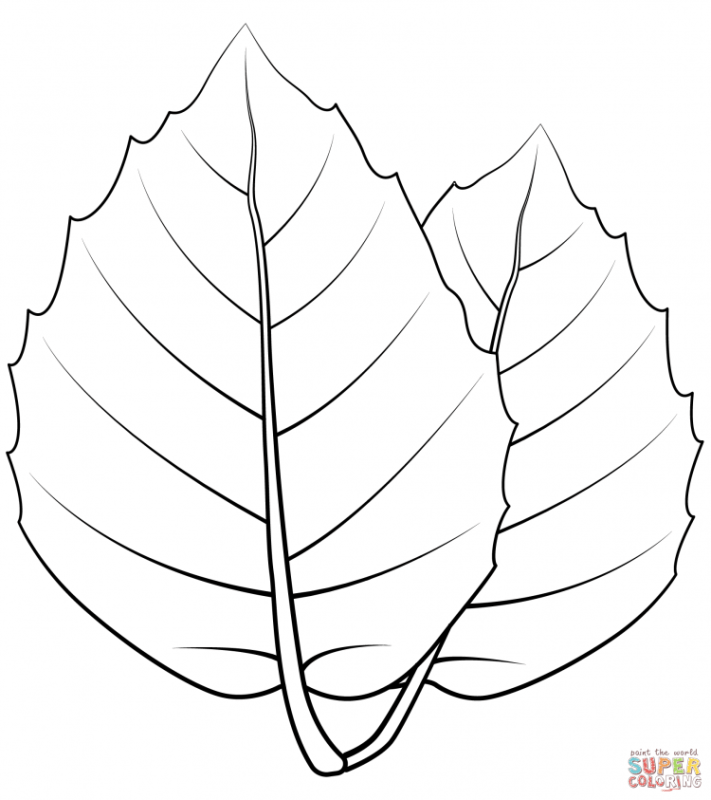 Лист липы рисунок