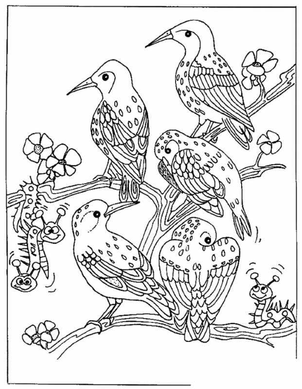 Раскраски цветы и птицы
