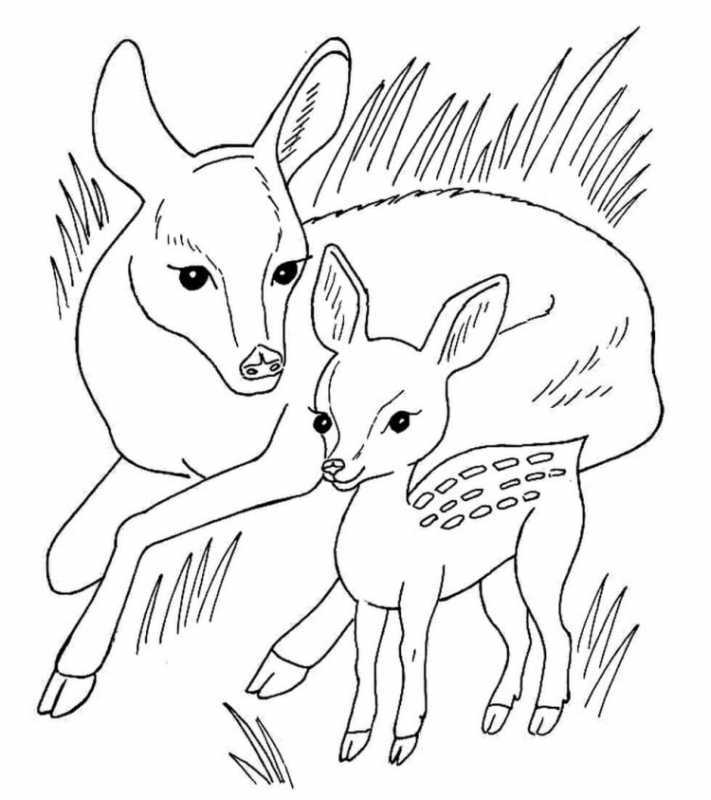 Раскраска "Дикие животные"