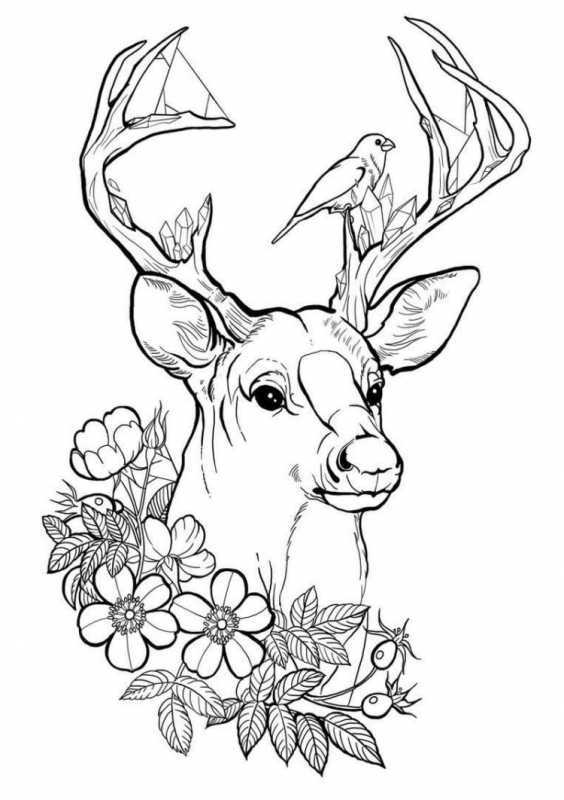 Мордочка оленя раскраска