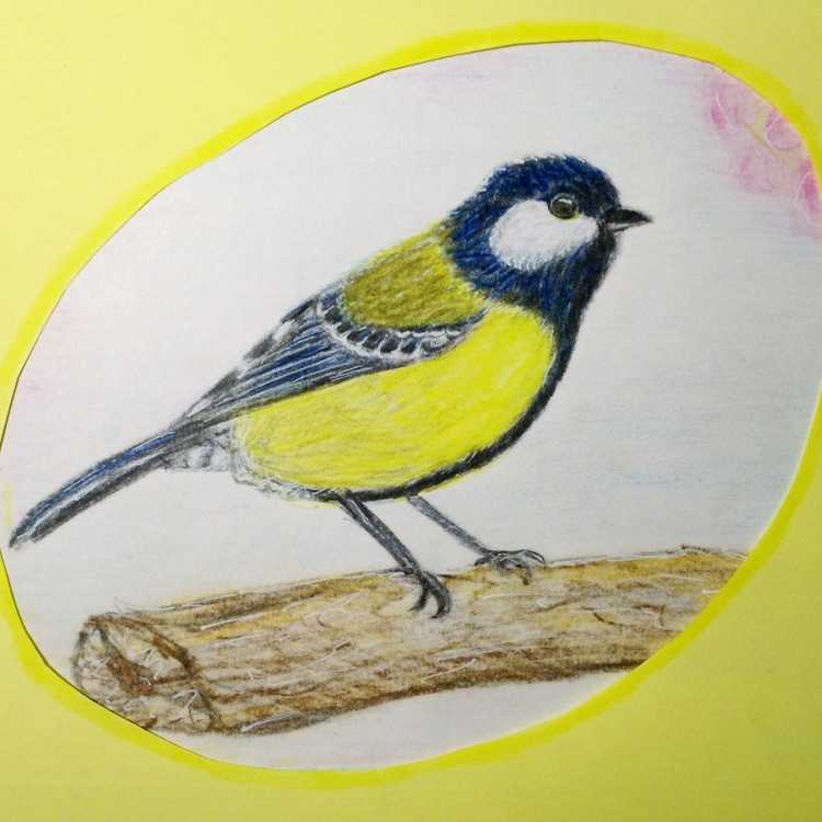 Синичка цветными карандашами