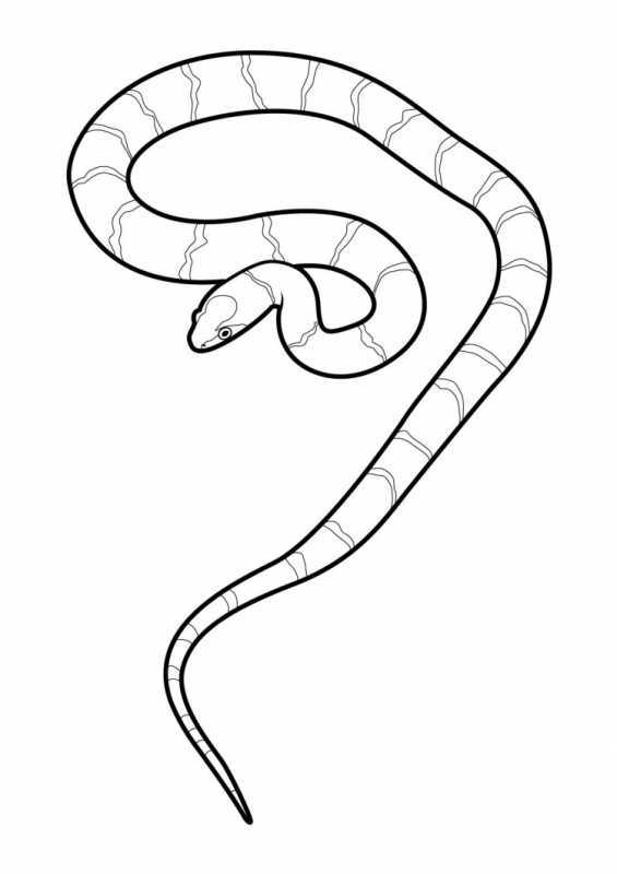Маленькая змея раскраска