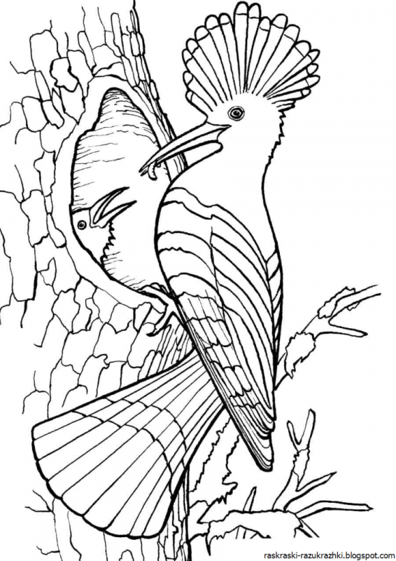 Раскраска попугай