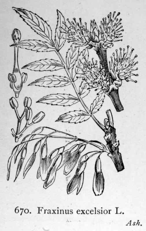 Fraxinus Excelsior l.