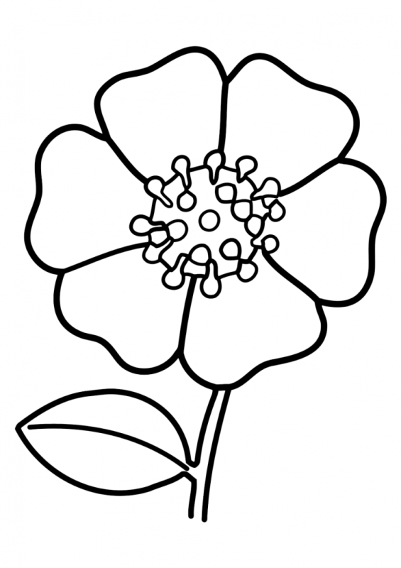 Цветы раскраска для детей