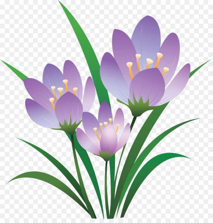 Подснежник раскраска