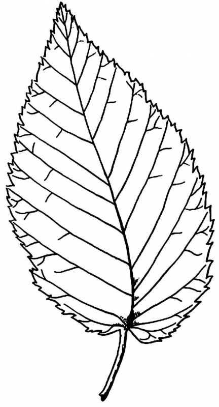 Кленовый лист раскраска