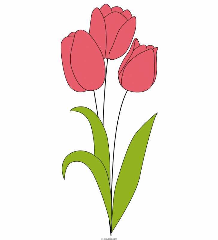 Букет тюльпанов векторный контур