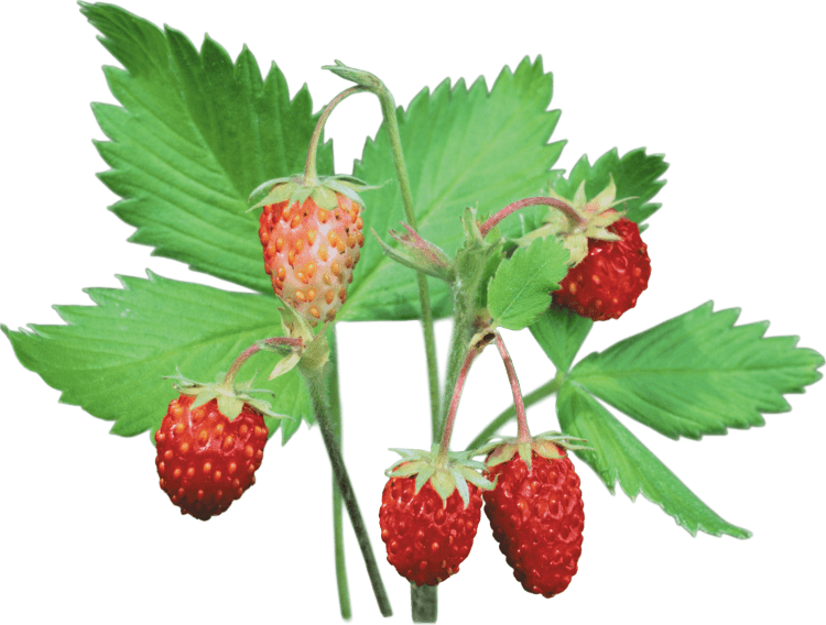 Земляника картинка для детей на прозрачном фоне