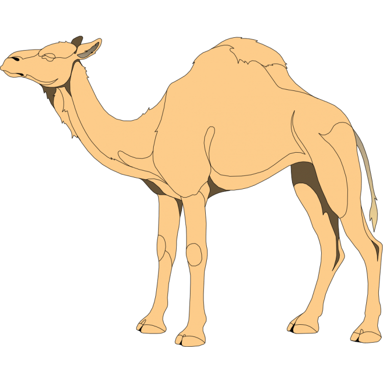 Верблюд чб для детей
