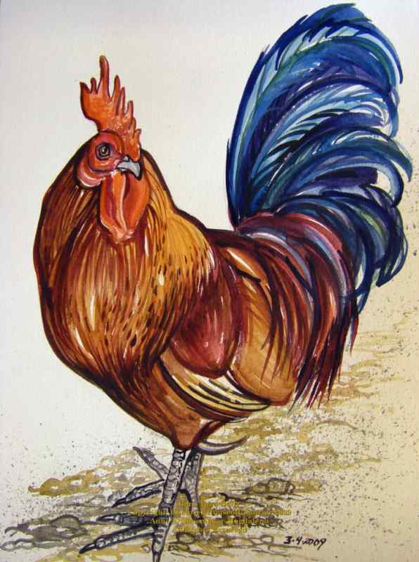 Зарисовки петуха