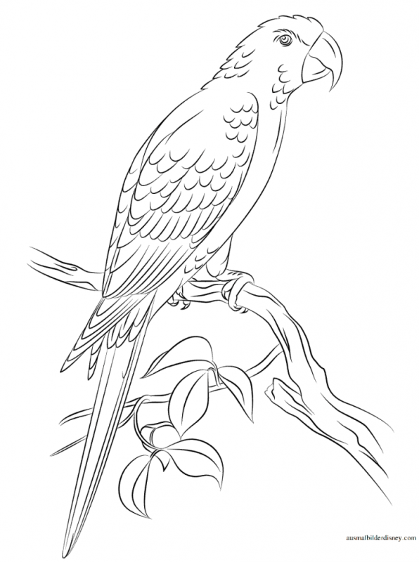 Трафарет попугай для вырезания
