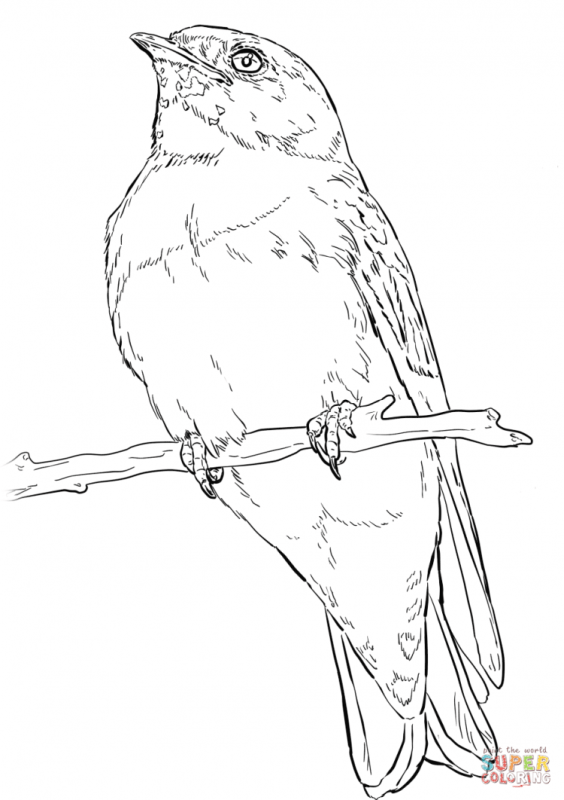 Ласточка фото раскраска