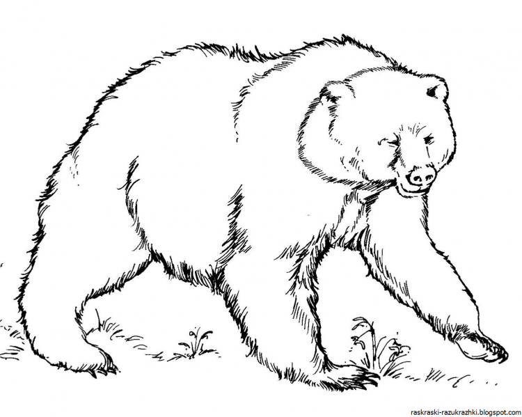 Раскраска медведь для дошкольников