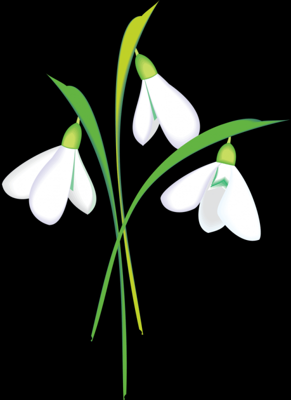 Подснежники для вырезания