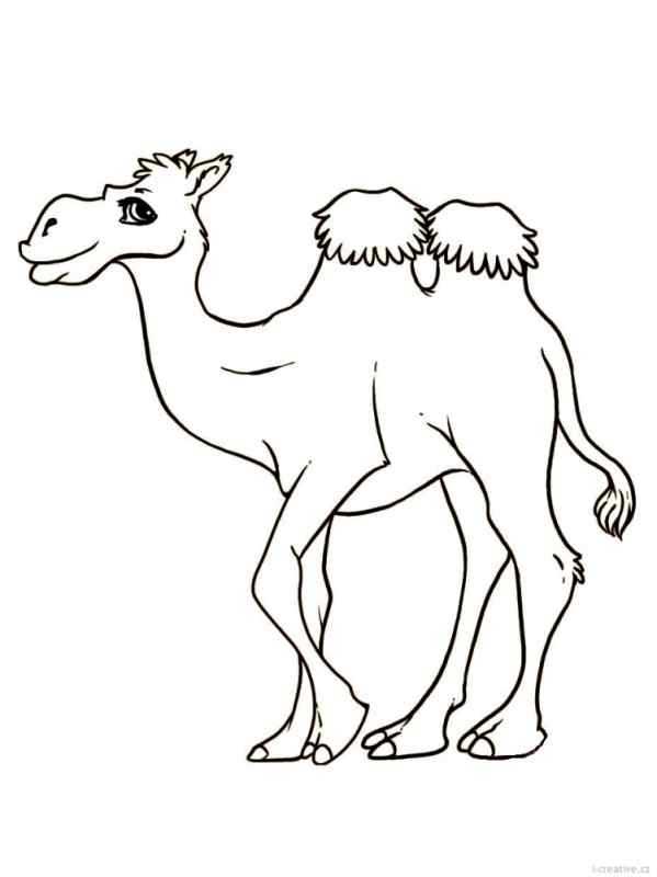 Одногорбый верблюд контур