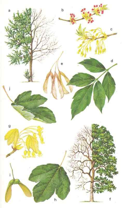 Клен ясенелистный Ботаническая