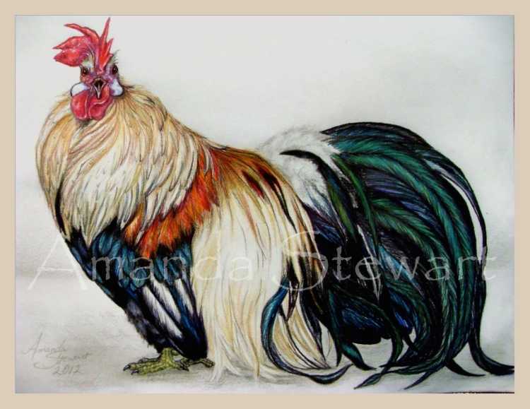 Нарисовать красивого петуха