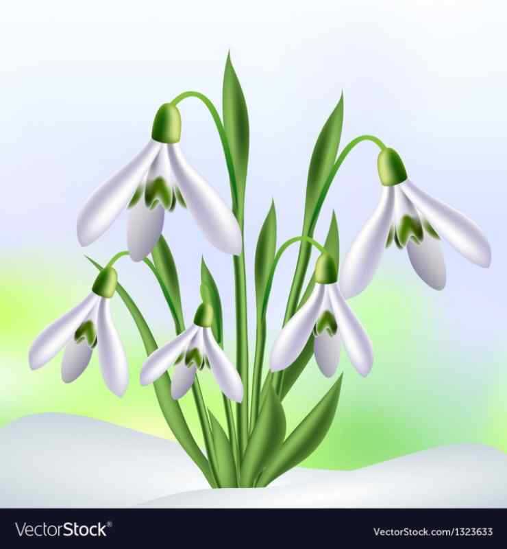 Раскраска цветы подснежники