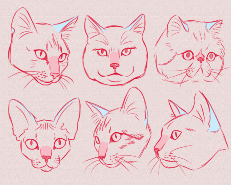 Морда кошки сбоку референс