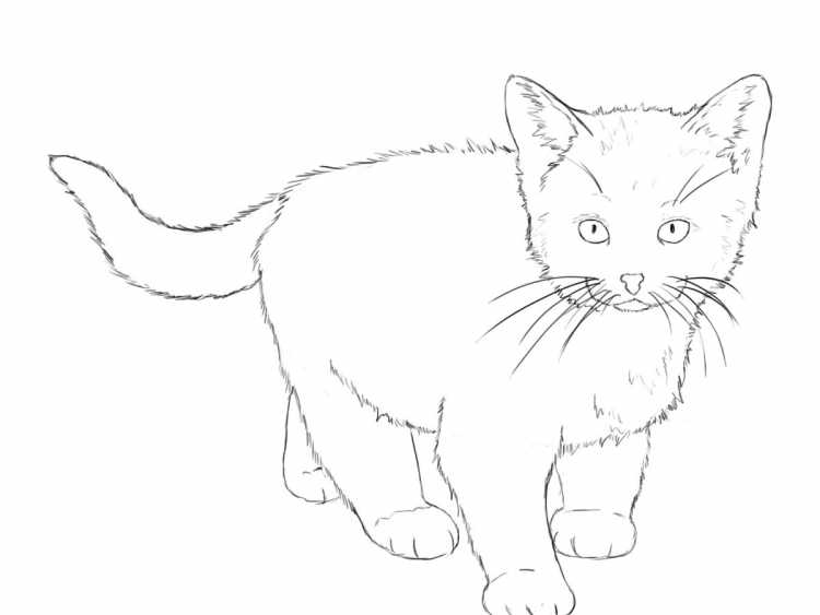 Котенок раскраска для малышей