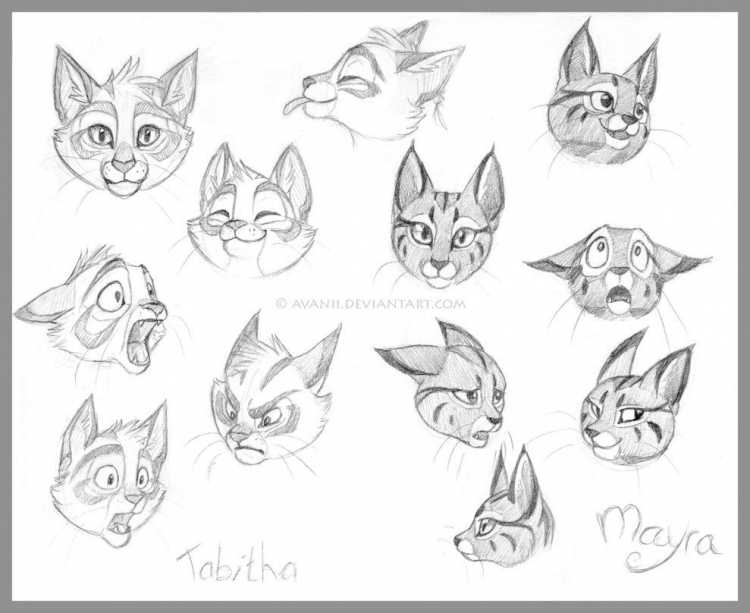 Кошачья морда с разных ракурсов