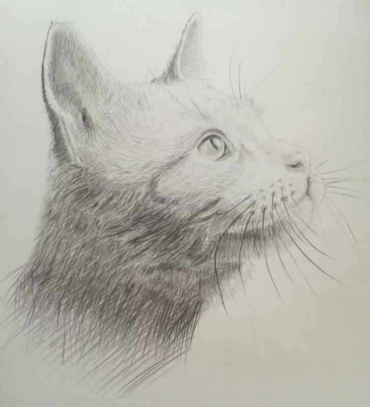 Морда кота скетч