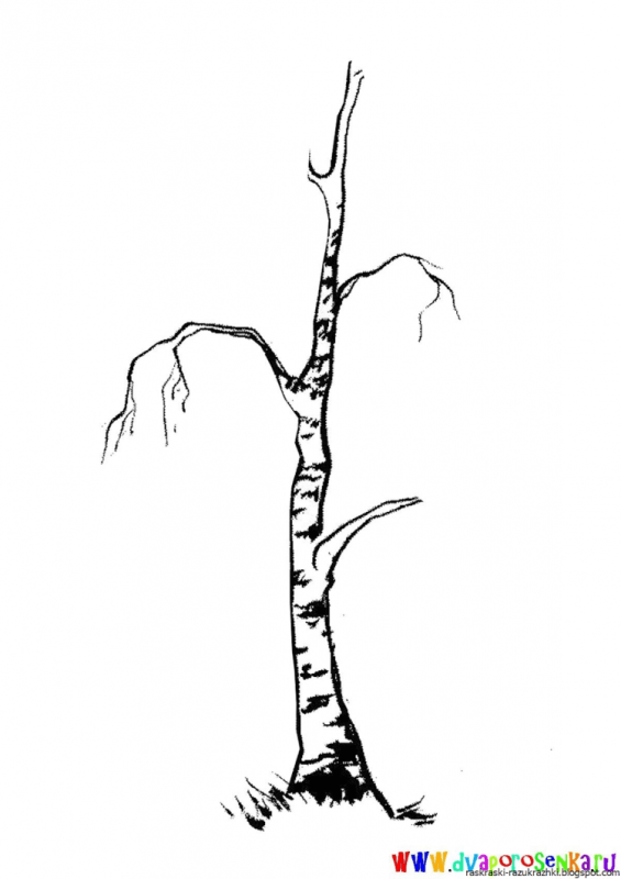 Ива раскраска для детей